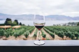 WineFest - כוס יין על רקע כרם